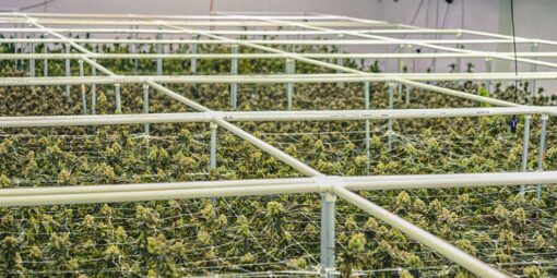 Regulamentação do Cultivo Industrial de Cannabis no Brasil