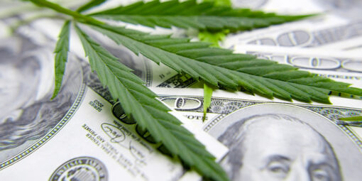 Cultivo Industrial de Cannabis no Brasil e no Mundo