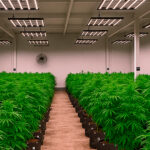 Cannabis Medicinal: Como a criação de um Padrão de Cultivo Impacta as Indústrias