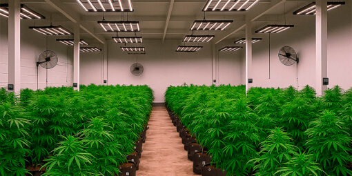 Cannabis Medicinal: Como a criação de um Padrão de Cultivo Impacta as Indústrias